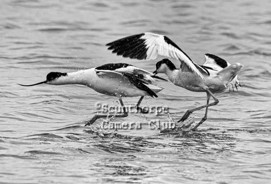 Fighting Avocets